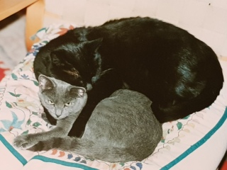 Kitten’s coat has very unusual traits