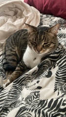 Tinsel, Glitter and Baubles - the Excellent Cats prepare to knock Everything off your Christmas Tree