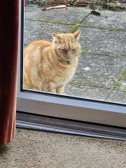 Tinsel, Glitter and Baubles - the Excellent Cats prepare to knock Everything off your Christmas Tree