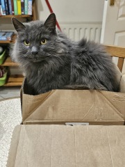 Tinsel, Glitter and Baubles - the Excellent Cats prepare to knock Everything off your Christmas Tree