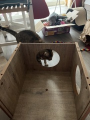 Tinsel, Glitter and Baubles - the Excellent Cats prepare to knock Everything off your Christmas Tree