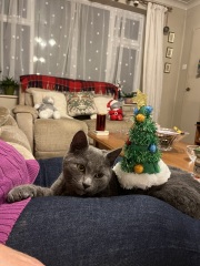 Who wants to see a cat in a hat?