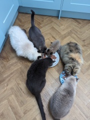 Ring Out, Wild Bells! As 2025 approaches, the Excellent Cats raise their game with a discussion on Tennyson's poetry