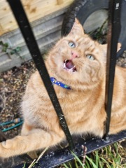 Tinsel, Glitter and Baubles - the Excellent Cats prepare to knock Everything off your Christmas Tree