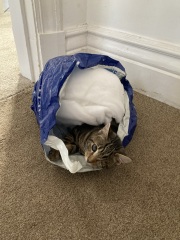 What perfectly ordinary places have you found your cat?
