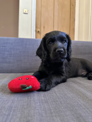 Getting a Cocker Spaniel puppy this week