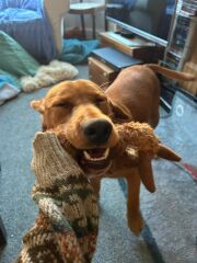 Adolescent Dog Survival Thread - Bark the Herald, furry angels sing!