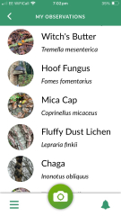 The Bluestocking - the one with the Christmas stocking