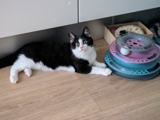 Tinsel, Glitter and Baubles - the Excellent Cats prepare to knock Everything off your Christmas Tree