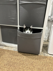 What perfectly ordinary places have you found your cat?