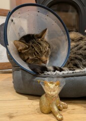 "Sludgy" bladder - anyone else's cat had this?