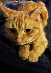 Tinsel, Glitter and Baubles - the Excellent Cats prepare to knock Everything off your Christmas Tree