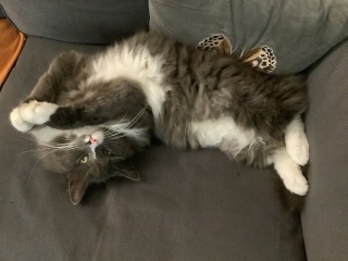 Thread 13 Starmer - facts are for lefties