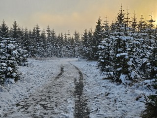 Tinsel, Glitter and Baubles - the Excellent Cats prepare to knock Everything off your Christmas Tree