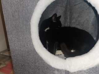 Tinsel, Glitter and Baubles - the Excellent Cats prepare to knock Everything off your Christmas Tree