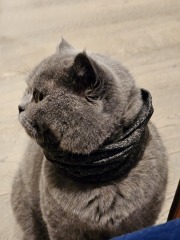 Tinsel, Glitter and Baubles - the Excellent Cats prepare to knock Everything off your Christmas Tree