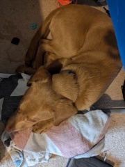DH overwhelmed with puppy