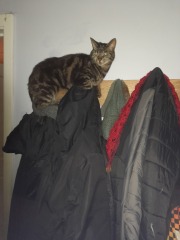 What perfectly ordinary places have you found your cat?