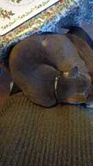 Tinsel, Glitter and Baubles - the Excellent Cats prepare to knock Everything off your Christmas Tree