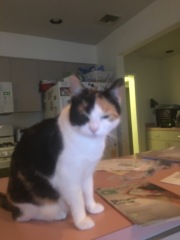 Come and tell us your dull and unexciting news 32: Calmly through the day