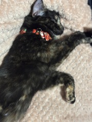 Tinsel, Glitter and Baubles - the Excellent Cats prepare to knock Everything off your Christmas Tree