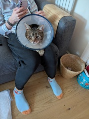 "Sludgy" bladder - anyone else's cat had this?
