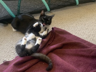 Kitten’s coat has very unusual traits