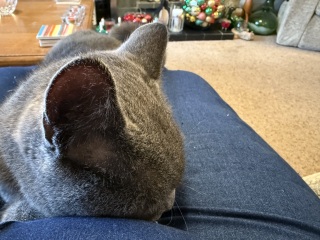 Tinsel, Glitter and Baubles - the Excellent Cats prepare to knock Everything off your Christmas Tree