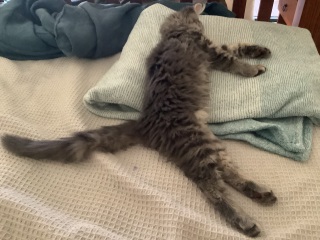 Tinsel, Glitter and Baubles - the Excellent Cats prepare to knock Everything off your Christmas Tree