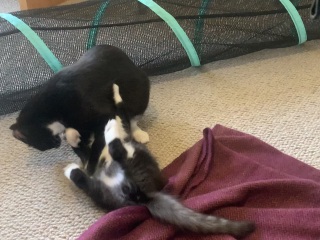 Kitten’s coat has very unusual traits