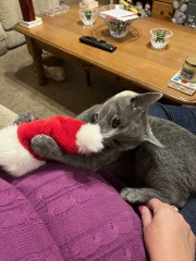 Who wants to see a cat in a hat?
