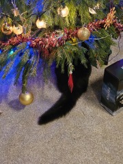 Tinsel, Glitter and Baubles - the Excellent Cats prepare to knock Everything off your Christmas Tree