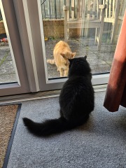 Tinsel, Glitter and Baubles - the Excellent Cats prepare to knock Everything off your Christmas Tree