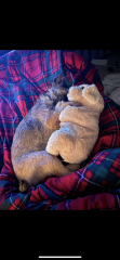 Is this normal for a dog?