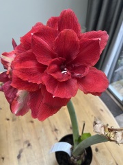 Amaryllis