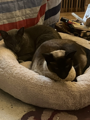 I think I want to adopt a cat but I’ve never had a cat before and I have questions!