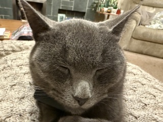 Tinsel, Glitter and Baubles - the Excellent Cats prepare to knock Everything off your Christmas Tree