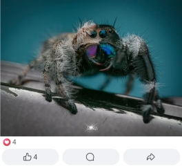 A beautiful, if unusual spider picture (obviously there is photos of said spider in post)