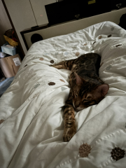 Is it normal to have a preferred cat