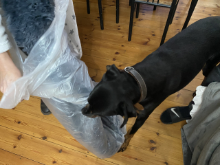 What are you getting your dog for Christmas?