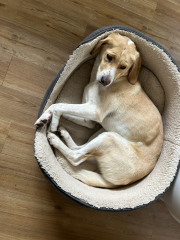 Guess my dog's appearance and behaviour based on his DNA results