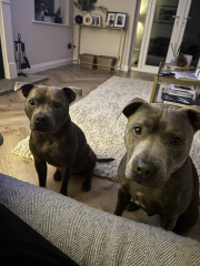 Can I see pictures of your pets?
