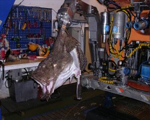 I just saw what an actual monkfish looks like…