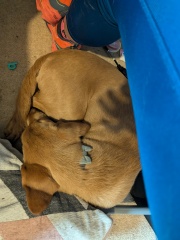 DH overwhelmed with puppy
