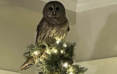 Tinsel, Glitter and Baubles - the Excellent Cats prepare to knock Everything off your Christmas Tree