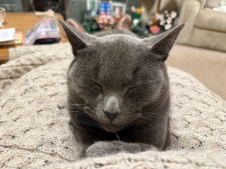 Tinsel, Glitter and Baubles - the Excellent Cats prepare to knock Everything off your Christmas Tree