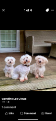 2025 is our year for getting a dog. But what breed and from where?