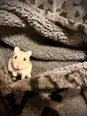 Pet hamster owning