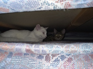 What perfectly ordinary places have you found your cat?