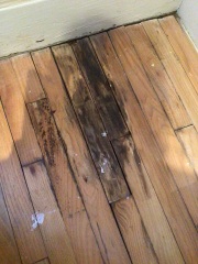 Does this look like mold or wood staining?